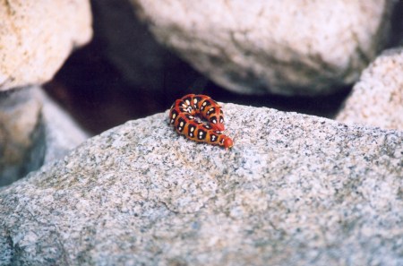 Шарлийско гъсениче