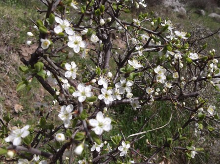 Пролет в Шарлия 2