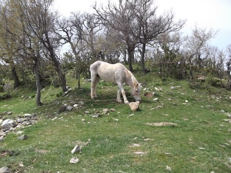 Шарлийско конче