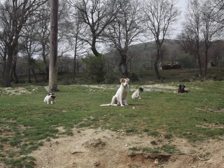 Шарлийско семейство