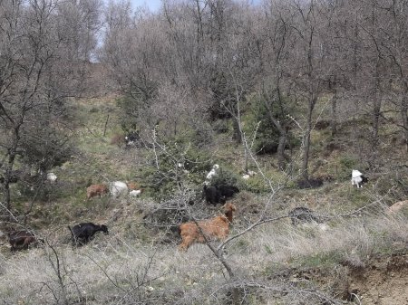 Шарлийски козички