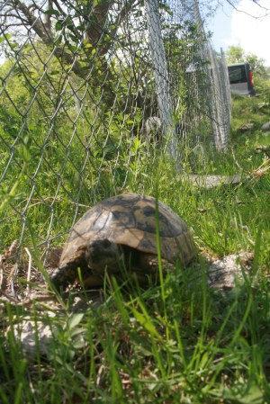 Баница костенурка (снимка Румен Жерев)